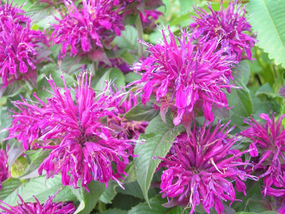 Monarda Mix Colors Bee Balm Monarda didyma 50 seeds - Vesta Market