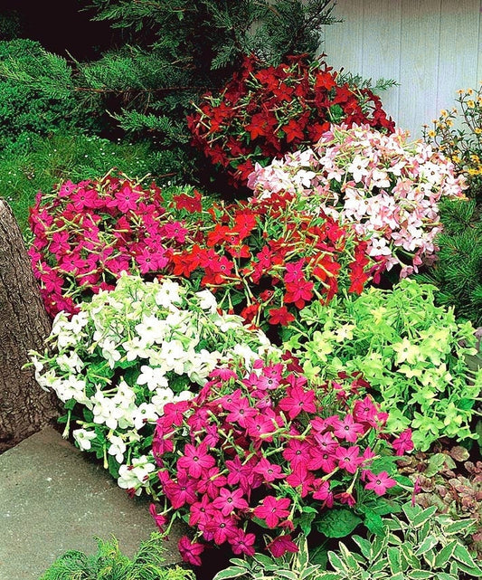 Nicotiana Mixed Colors 500 seeds, non GMO - Vesta Market