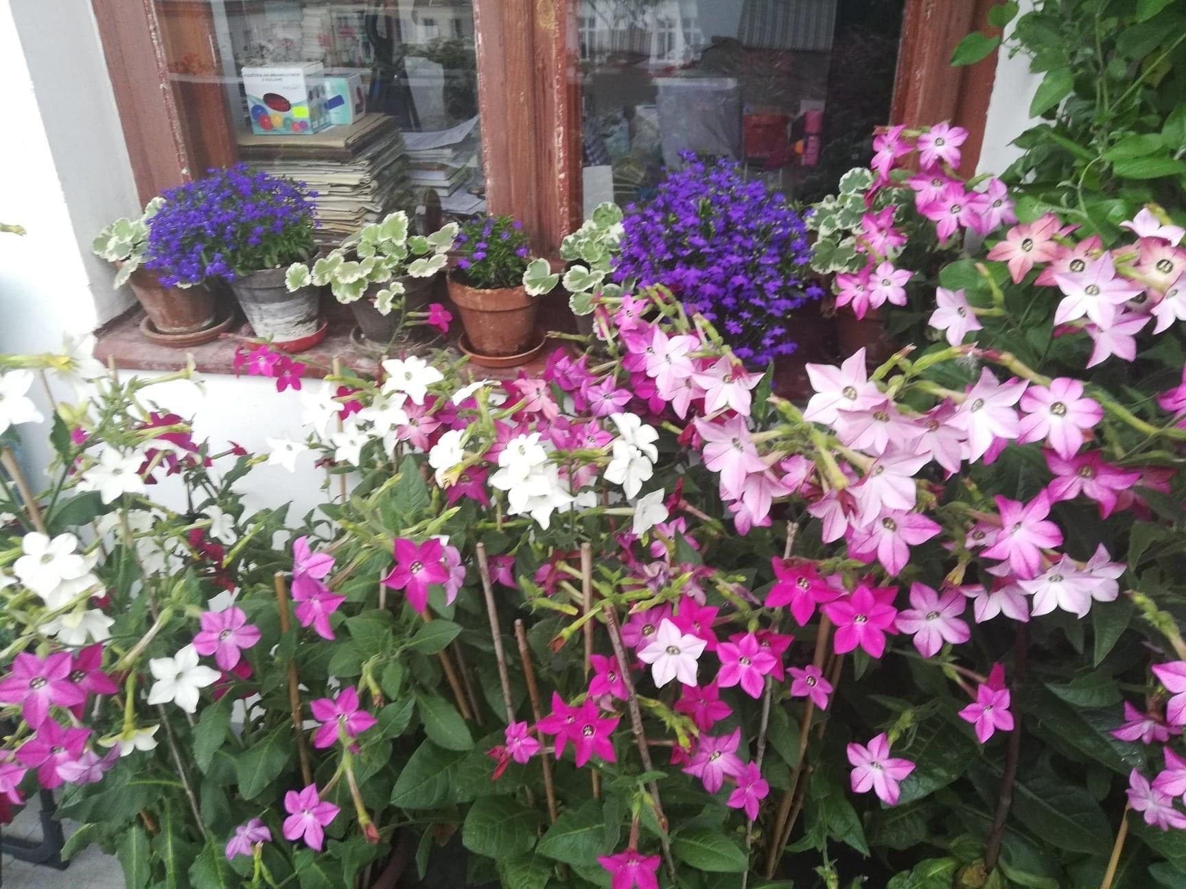 Nicotiana Mixed Colors 500 seeds, non GMO - Vesta Market