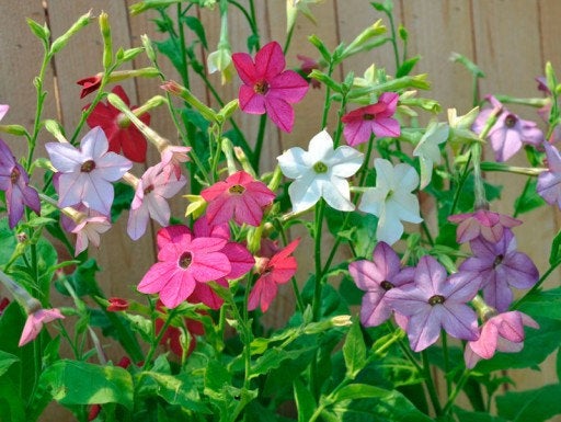 Nicotiana Mixed Colors 500 seeds, non GMO - Vesta Market