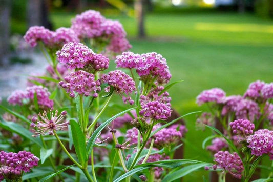 Rose Milkweed 20 seeds, non GMO Vesta Market