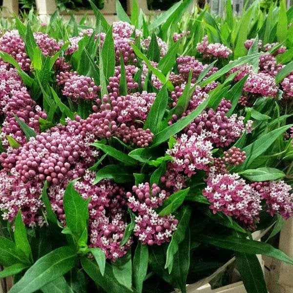 Rose Milkweed 20 seeds, non GMO Vesta Market