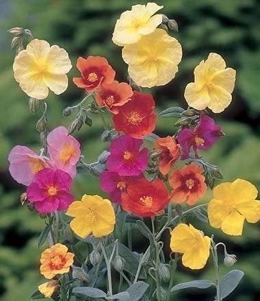 Rock Rose mix colors 20 seeds, non GMO Vesta Market