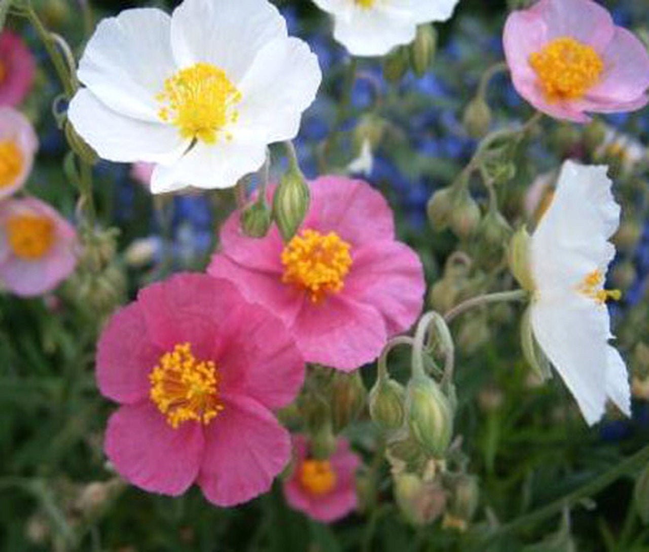 Rock Rose mix colors 20 seeds, non GMO Vesta Market