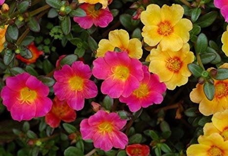 Rock Rose mix colors 20 seeds, non GMO Vesta Market