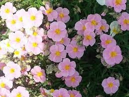 Rock Rose mix colors 20 seeds, non GMO Vesta Market