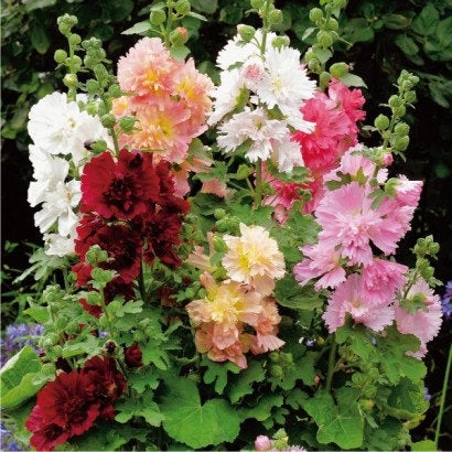 Hollyhock Mix colors Summer Carnival 30 seeds - Vesta Market