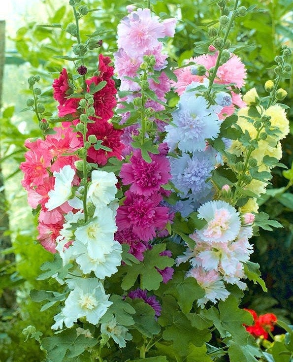 Hollyhock Mix colors Summer Carnival 30 seeds - Vesta Market