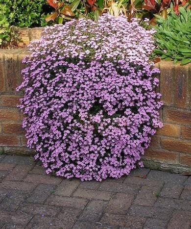 Soapwort, Tumbling Ted, 100 seeds, non GMO Vesta Market