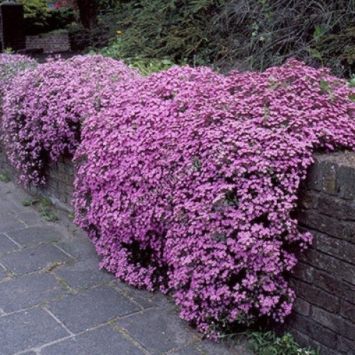 Soapwort, Tumbling Ted, 100 seeds, non GMO Vesta Market