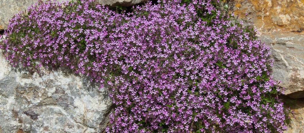 Soapwort, Tumbling Ted, 100 seeds, non GMO Vesta Market
