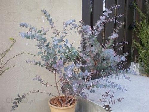 Silver Dollar Tree, Eucalyptus cinerea  20 seeds Vesta Market