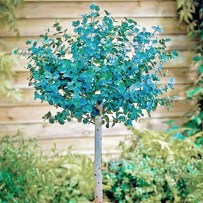 Silver Dollar Tree, Eucalyptus cinerea 20 seeds Vesta Market
