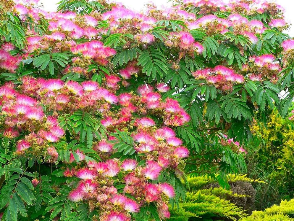 Stunning Persian Silk Tree 10 seeds Vesta Market