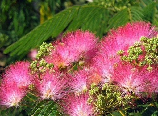 Stunning Persian Silk Tree 10 seeds Vesta Market