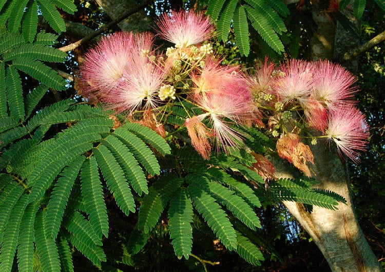 Stunning Persian Silk Tree 10 seeds Vesta Market