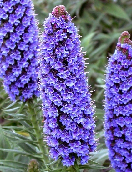 Extremely Rare Echium Candicans, Pride of Madeira 5 seeds - Vesta Market