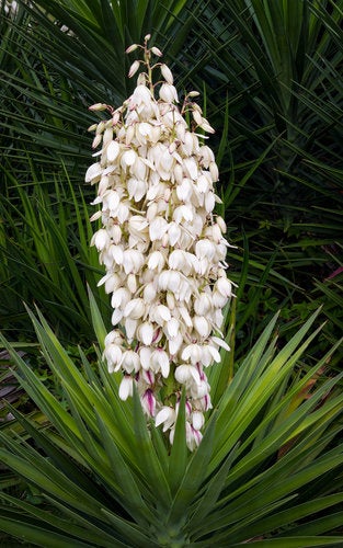 Adam's Needle, Yucca filamentosa 20 seeds - Vesta Market