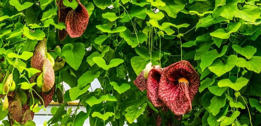 Beautiful Birthwort, Aristolochia Manshuriensis 5 seeds - Vesta Market