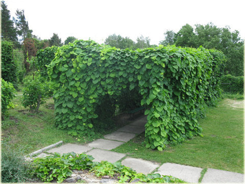Beautiful Birthwort, Aristolochia Manshuriensis 5 seeds - Vesta Market