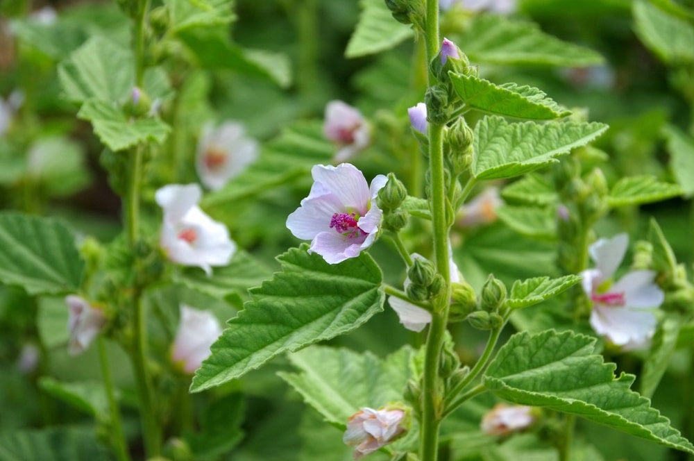 Marshmallow root / Althea officinalis / no GMO - Vesta Market
