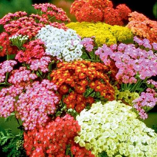 Yarrow Flower Mixed Colors 500 seeds