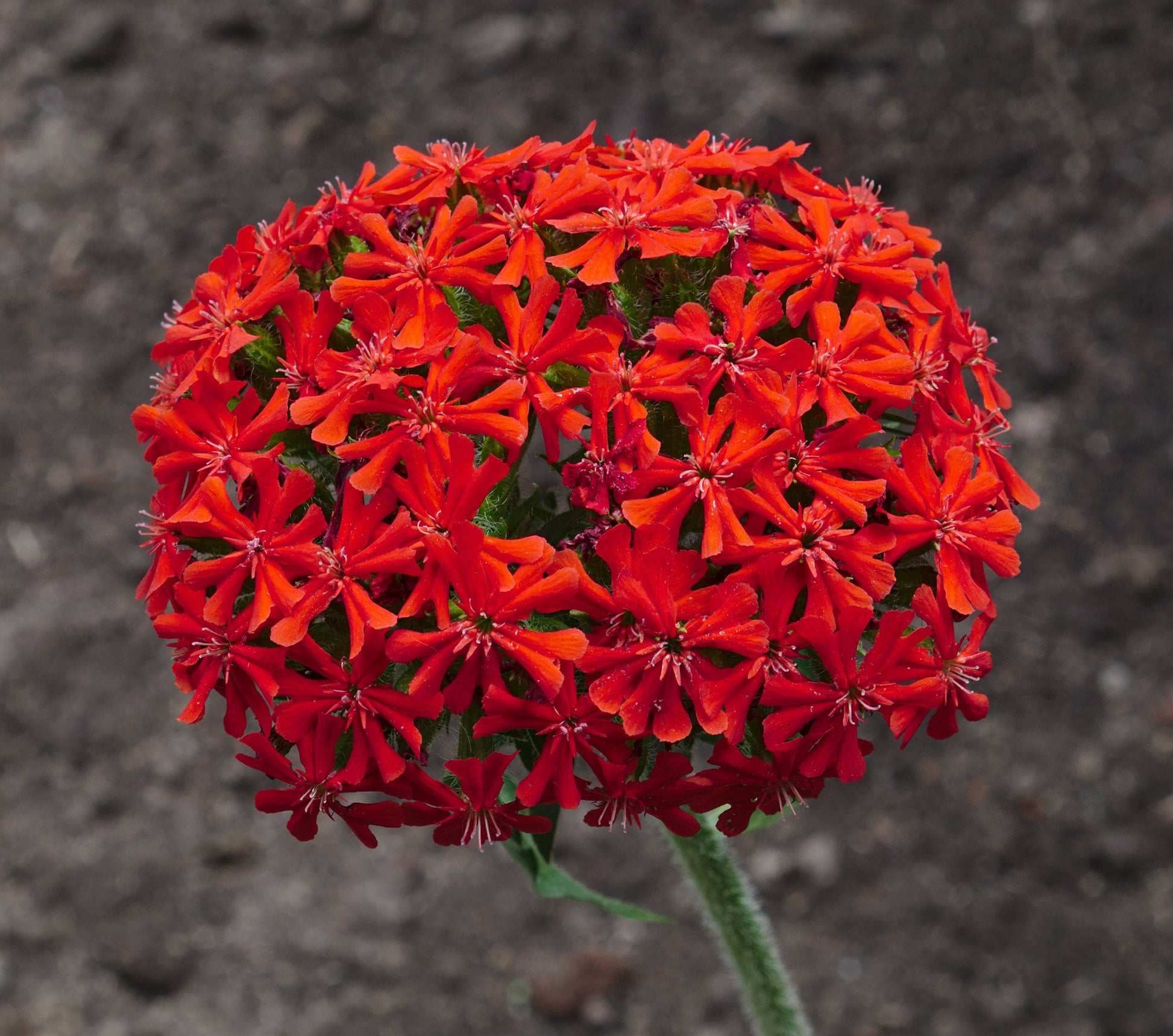 Silene chalcedonica Flower of Bristol RED 50 seeds Vesta Market