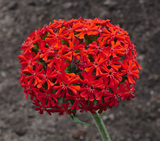 Silene chalcedonica Flower of Bristol RED 50 seeds Vesta Market