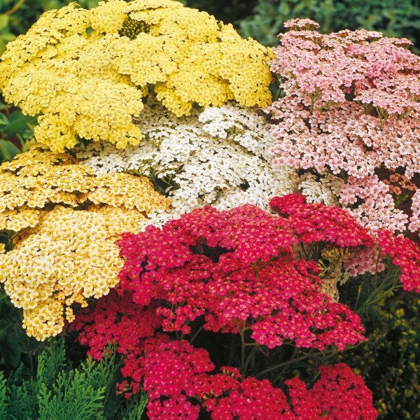 Common Yarrow Flower Achillea millefolium mix colors 200 seeds - Vesta Market