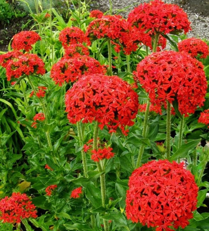 Silene chalcedonica Flower of Bristol RED 50 seeds Vesta Market