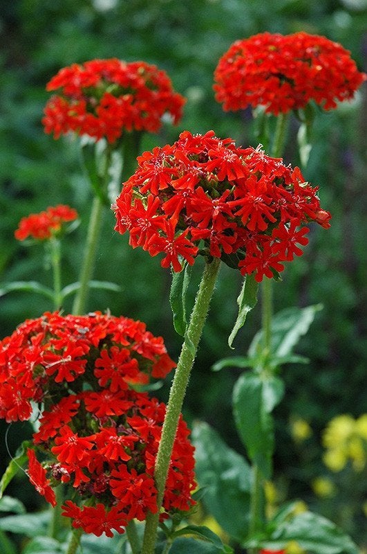 Silene chalcedonica Flower of Bristol RED 50 seeds Vesta Market