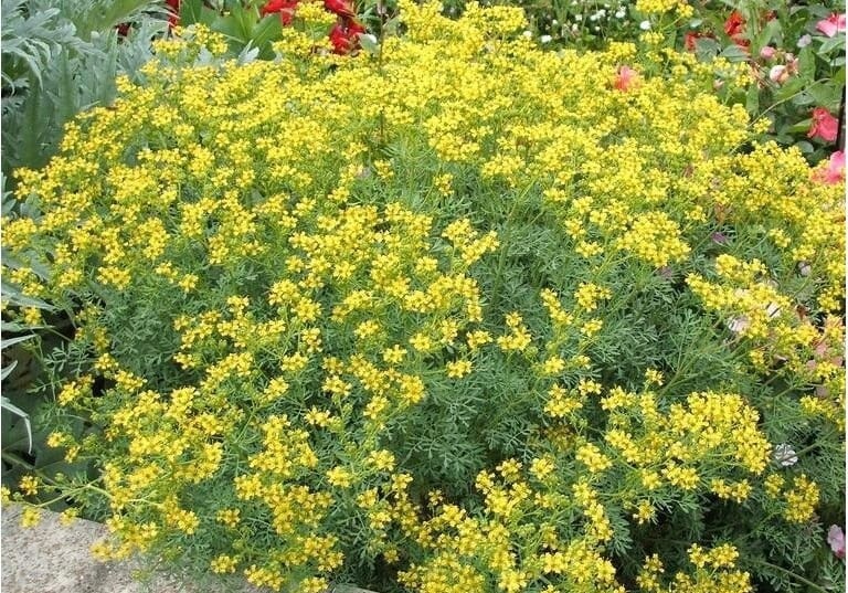 Medical Ruta graveolens / herb-of-grace / 50 seeds / non GMO - Vesta Market