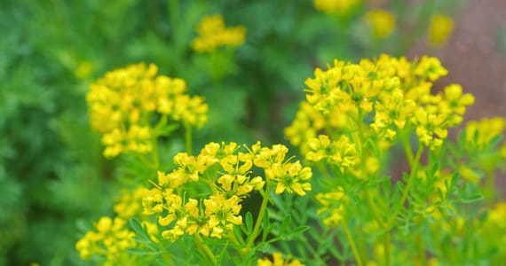 Medical Ruta graveolens / herb-of-grace / 50 seeds / non GMO - Vesta Market