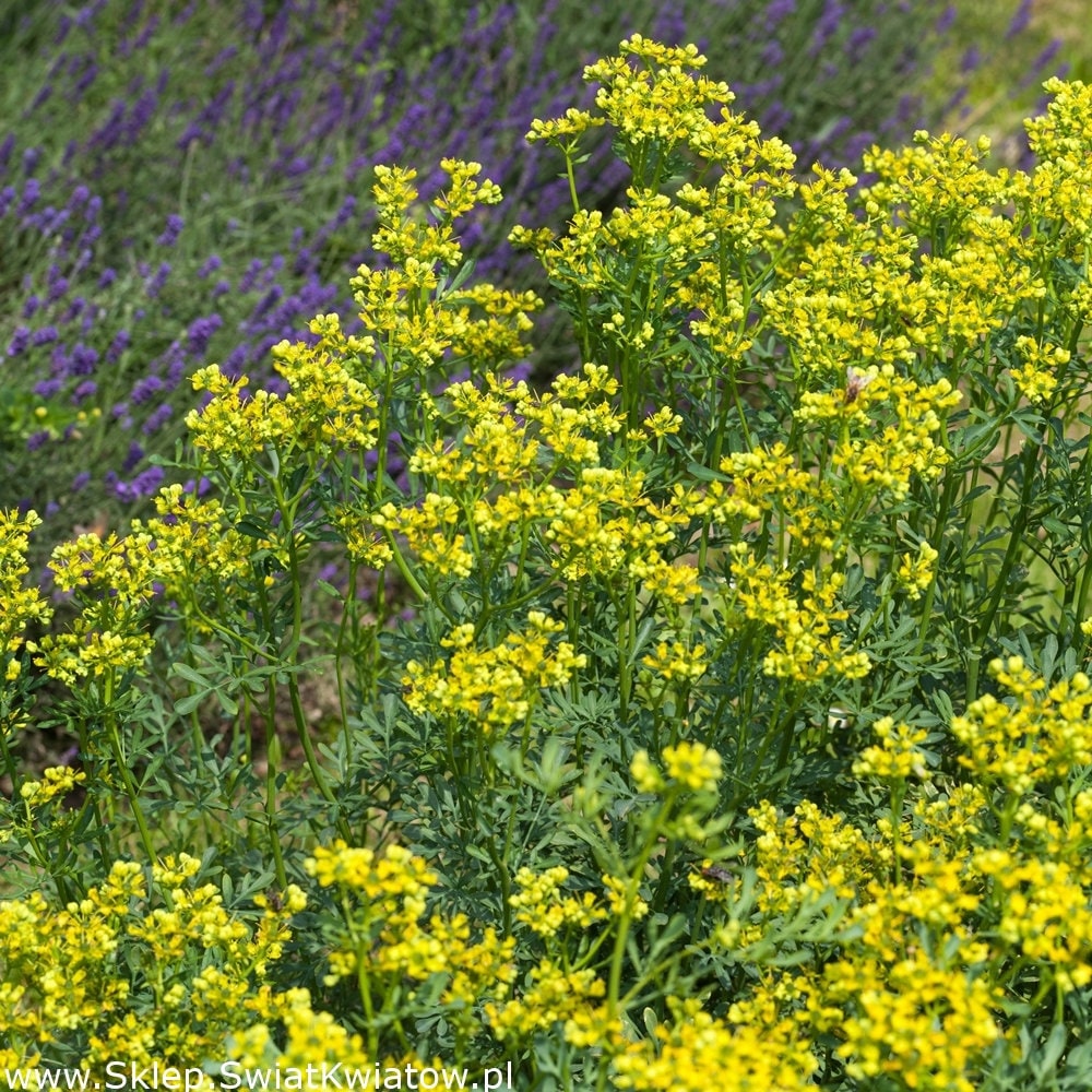 Medical Ruta graveolens / herb-of-grace / 50 seeds / non GMO - Vesta Market