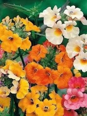 NEMESIA STRUMOSA Flower / Nemesia strumosa / 50 mixed colors seeds / non GMO Vesta Market