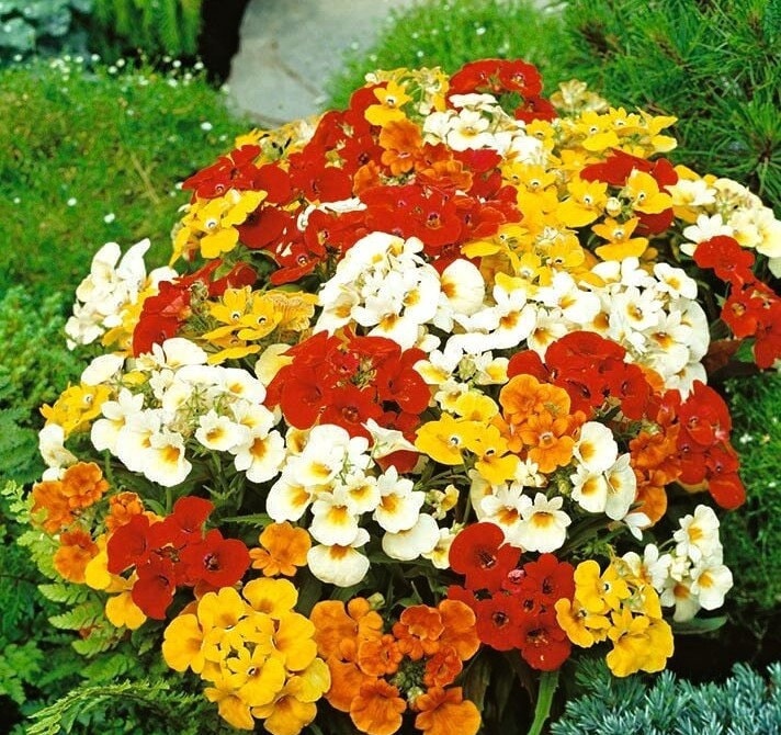 NEMESIA STRUMOSA Flower / Nemesia strumosa / 50 mixed colors seeds / non GMO - Vesta Market
