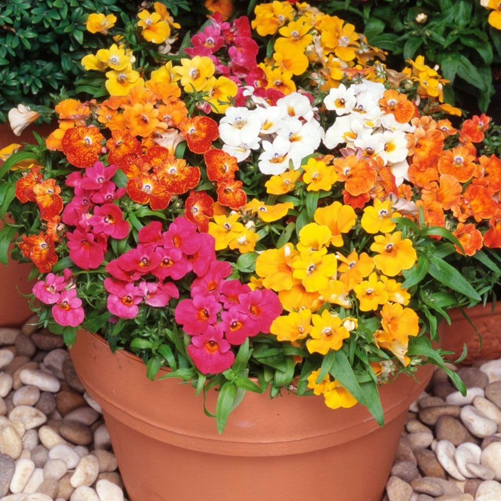 NEMESIA STRUMOSA Flower / Nemesia strumosa / 50 mixed colors seeds / non GMO Vesta Market