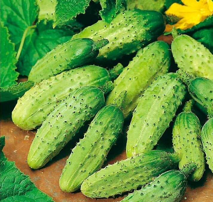 Cucumber Wisconsin SMR 58, 200 seeds - Vesta Market