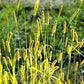Plains Bristle Grass, Setaria macrostachya 100 seeds - Vesta Market