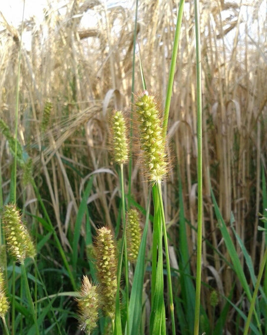 Plains Bristle Grass, Setaria macrostachya 100 seeds - Vesta Market
