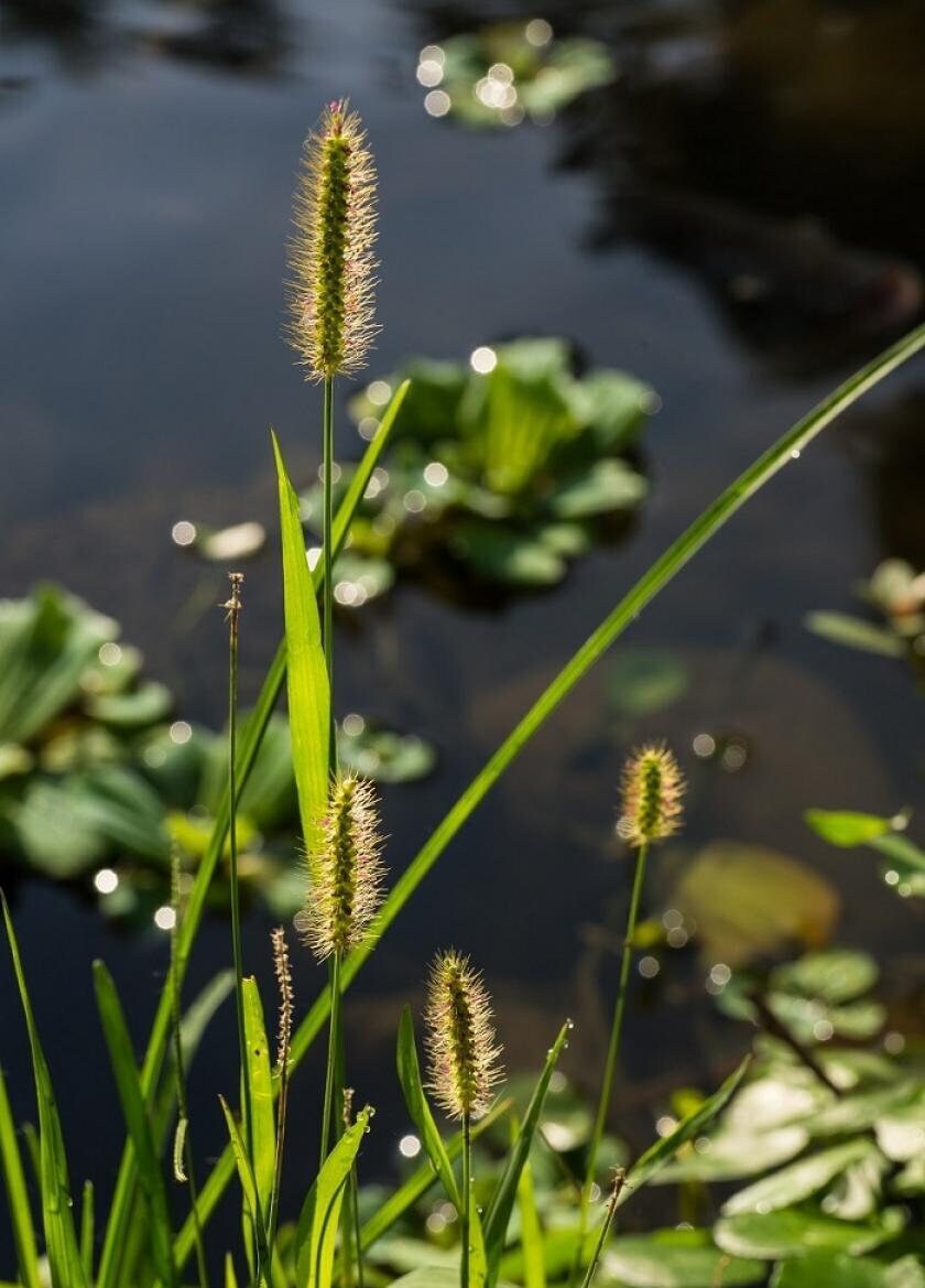 Plains Bristle Grass, Setaria macrostachya 100 seeds - Vesta Market