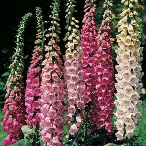 Foxglove Flower Mixed Colors 200 seeds - Vesta Market