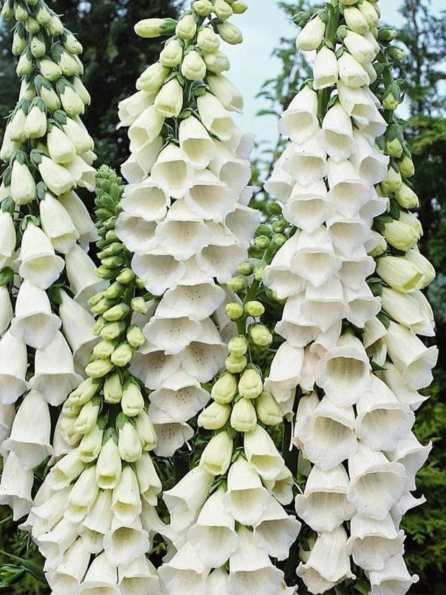 Foxglove Flower White 200 seeds, non GMO, fresh, easy to grow - Vesta Market