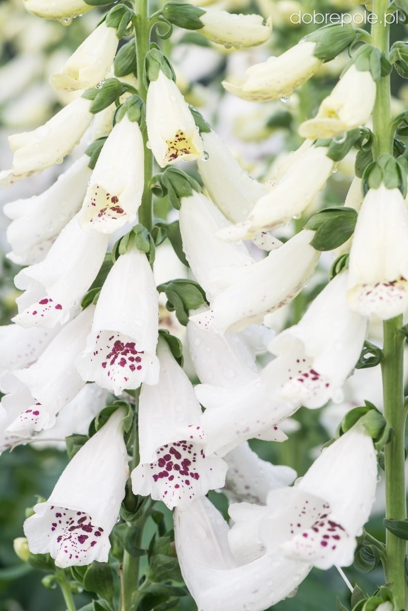 Foxglove Flower White 200 seeds, non GMO, fresh, easy to grow - Vesta Market