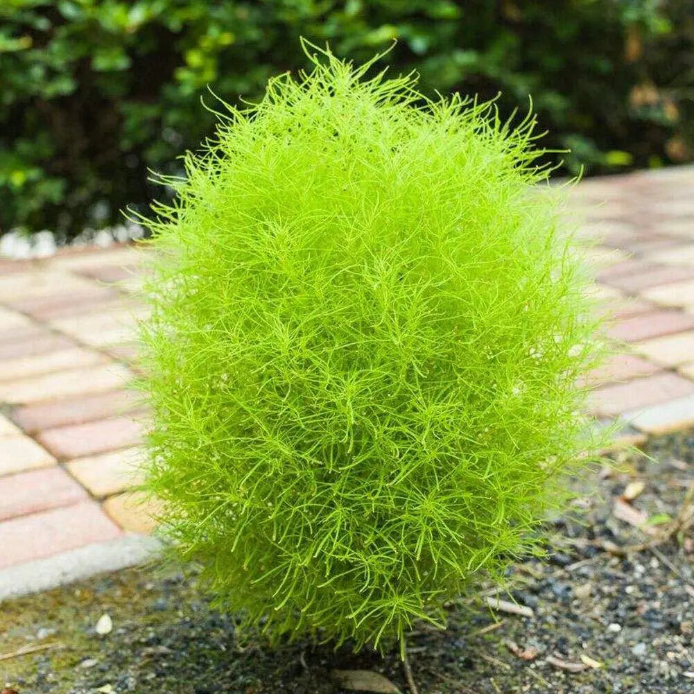 Bassia Scoparia 200 Seeds - Vesta Market