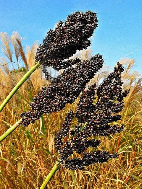 Black Sorghum 50 seeds - Vesta Market