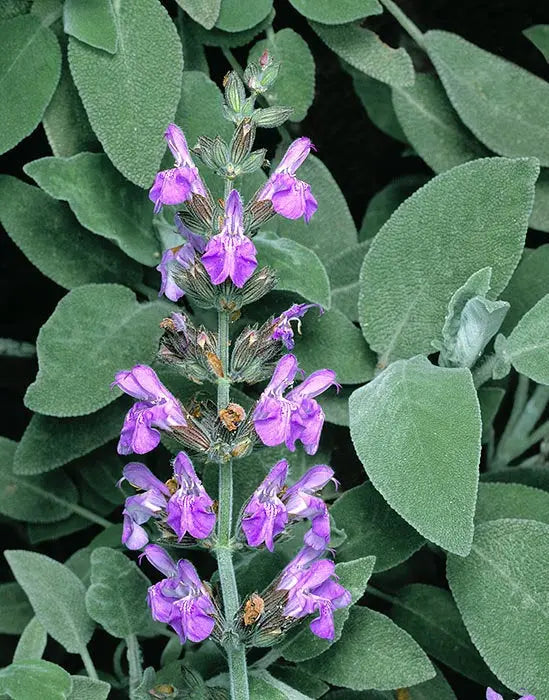 Common Sage 70 seeds - Vesta Market