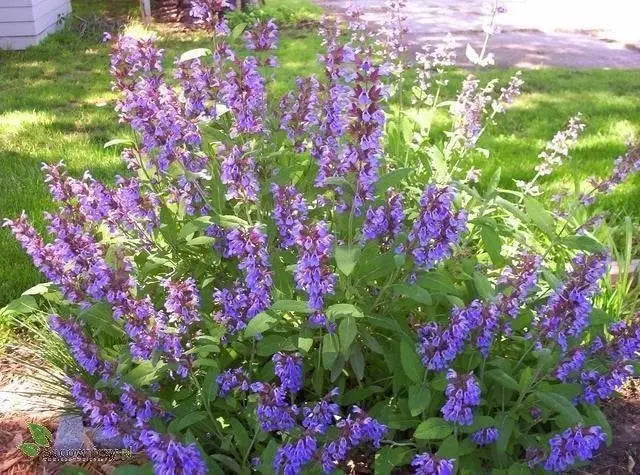 Common Sage 70 seeds Vesta Market