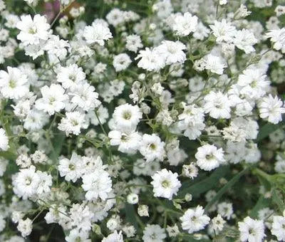 Covent Garden Summer Gypsophila - white 200 seeds - Vesta Market