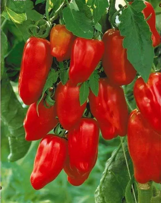 European San Marzano 3 Tomato Seeds 15 seeds - Vesta Market